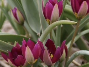 Botanisk tulpan 'Persian Pearl' 